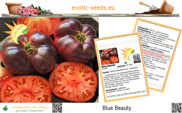 Tomate * Blue Beauty * 20 Samen